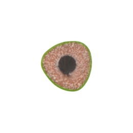 Трехгранный карандаш "Conti" из переработанных контейнеров, зеленый