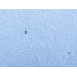 Живой блокнот с семенами цветов, А6, синий