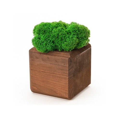 Композиция "Мох в интерьере" мокко, зеленый