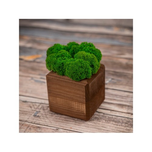 Композиция "Мох в интерьере" мокко, зеленый