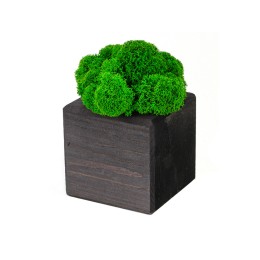 Композиция "Мох в интерьере" эбен, зеленый