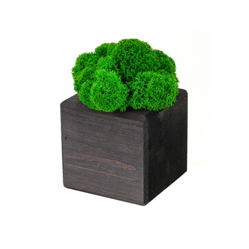 Композиция "Мох в интерьере" эбен, зеленый