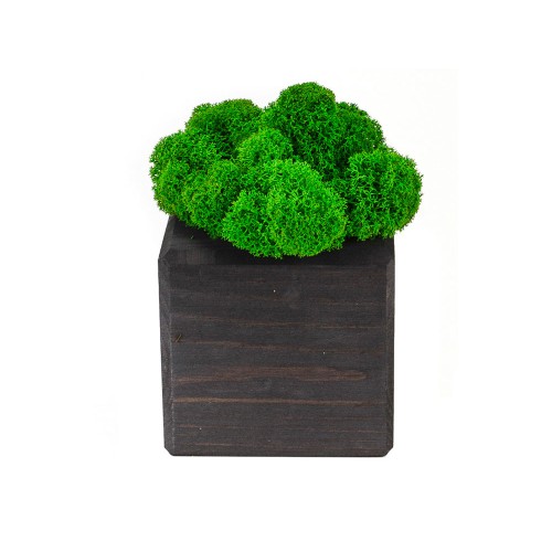 Композиция "Мох в интерьере" эбен, зеленый