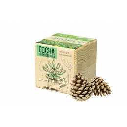 Набор для выращивания "Экокуб Classic "Сосна обыкновенная"