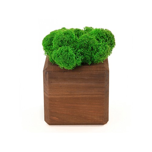 Композиция "Мох в интерьере" мокко, зеленый