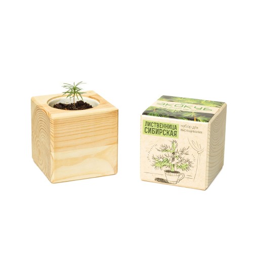 Набор для выращивания "Экокуб Classic "Лиственница Сибирская"